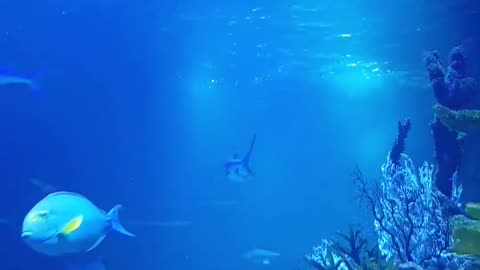 Sea world part 2🐬🐋🐳