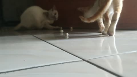 The cat is playing ball