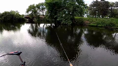 Blue Gills On The River