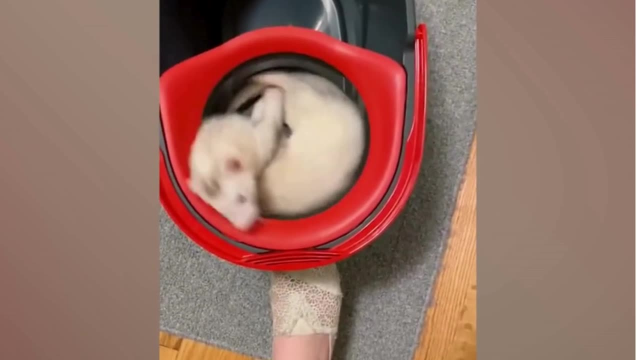 Funny Dogs And Cats