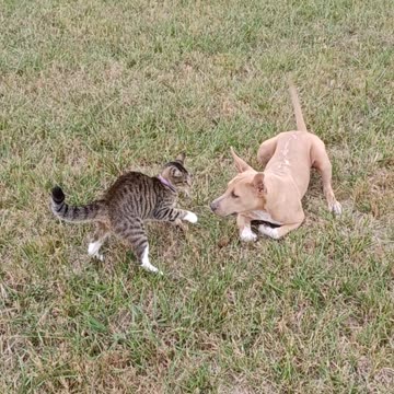 Treason ... Berkeley Co Sheriff's 0949