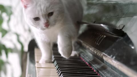 Cute cat is with piano | Cute Cat |