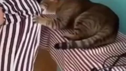 cute cats and dogs 😹🐶 cute animals 2023