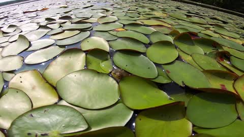 Lily Pads
