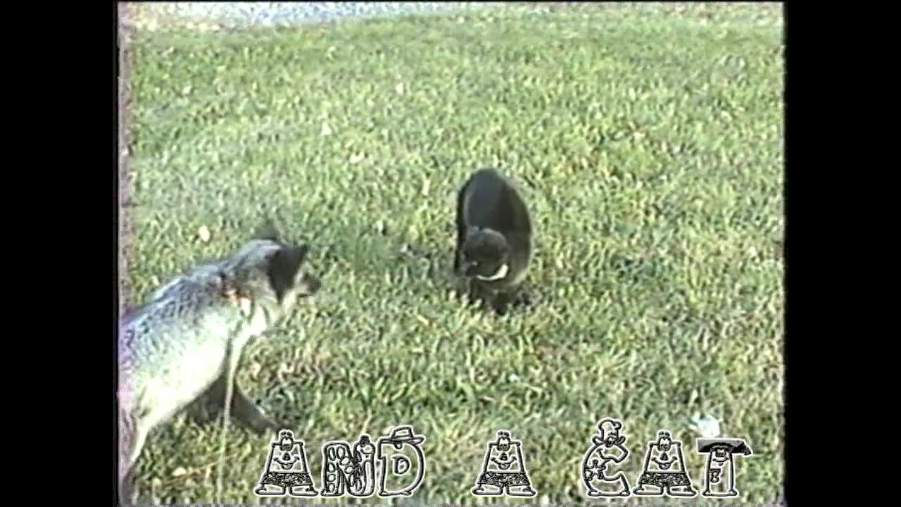 Lady The Fox With 'Friend' Cat