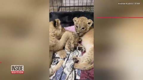 4 Lion Cubs and Leopard Cub Rescued From Homes in Ukraine