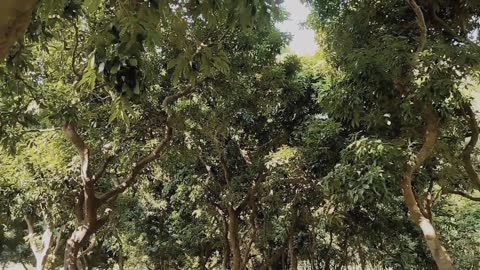 Beautiful village forest video with birds chirping Beautiful Nature Scenery