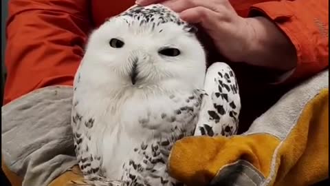 wildliferescue#animalrescu
