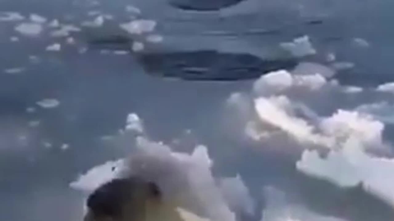 Bear find firm enough ice to exit the water