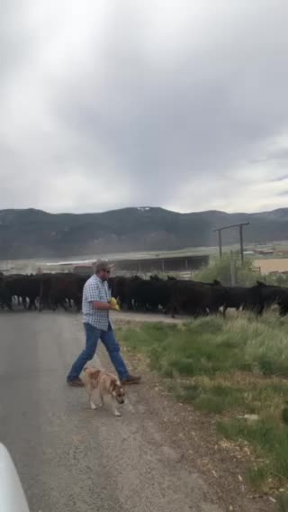 Cattle Crossing in Utah just awesome