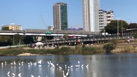 White herons are relaxing in river