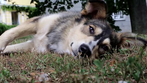 Dog lying on the grass