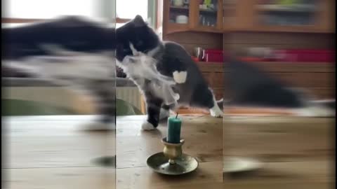 Funny animals 2022 - Funny cats and dogs