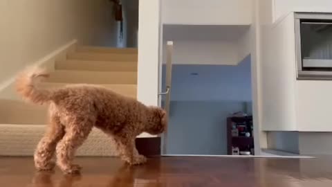 PUPPY HIDES FROM OWNER AND SCARES HER!