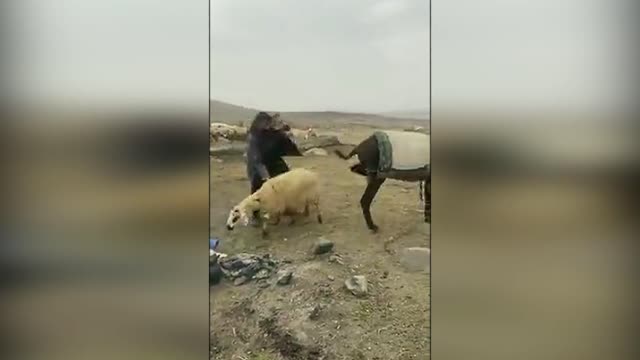 Tricky animals