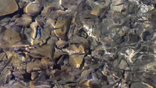Small fish are floating in the water.