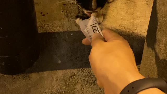 Video of eating street cat snacks.