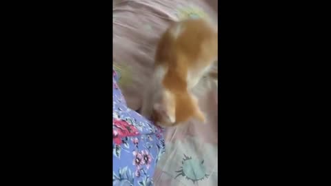 Crazy Funny Cat Life Videos Compilation Sweet Friends