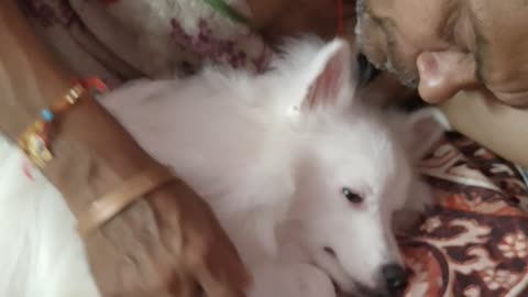 SHAMMY the cute dog