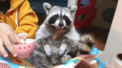 Pampered Raccoon gets Well hand fed like a baby