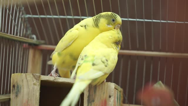 A love story between canary birds