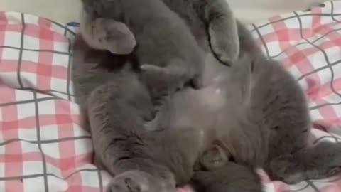 OMG 😱 cute cat 😱😘😘