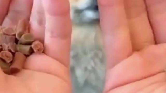Funny Dog And Reactions To Food Best Funny Animal Videos #2022 #short