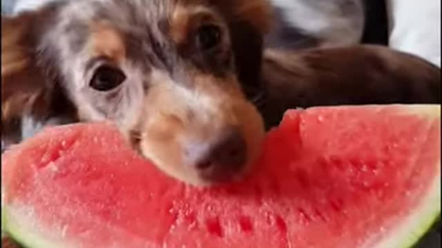 Adorable ASMR dog - so cute