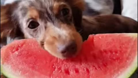 Adorable ASMR dog - so cute