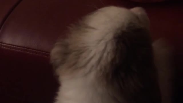 Brown and white dog barks at bowl of watermelon on table