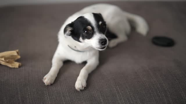 Close-Up Video Of Dog Sitting On Sofa