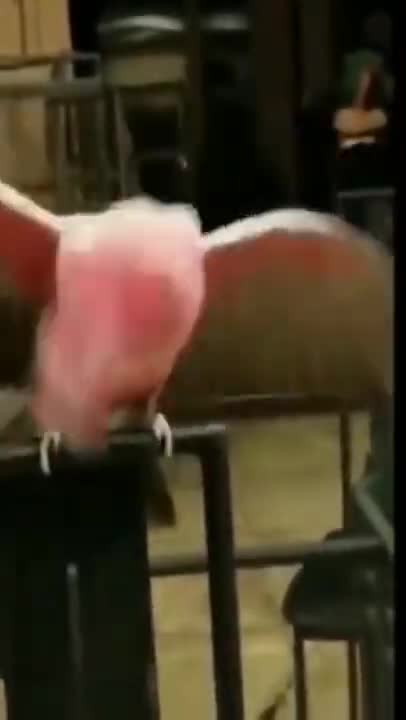 Funny animals charming birds and parrot #shorts