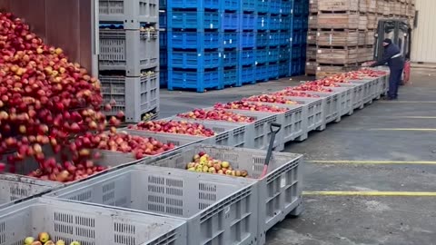 Unloading a Trailer Full of Apples