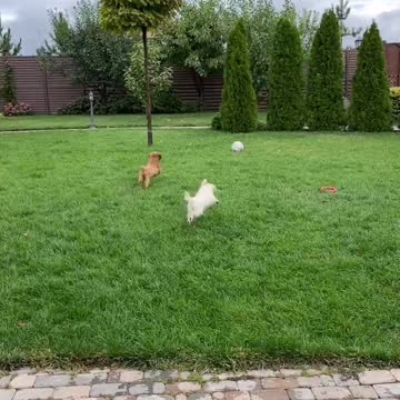 Funny Puppies And Cute Puppy Videos Compilation