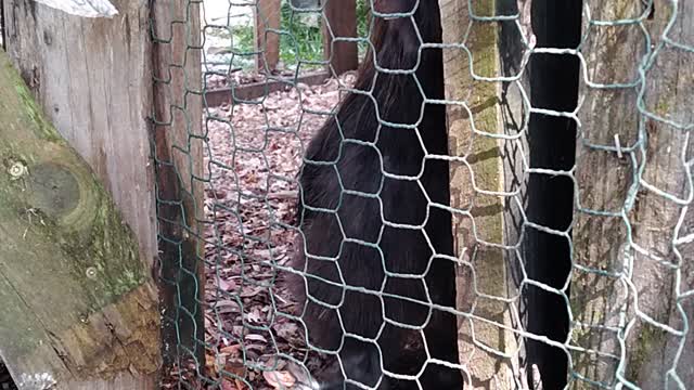 Silkie rooster crowing