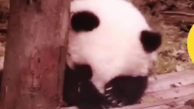 Heart broken panda 🐼