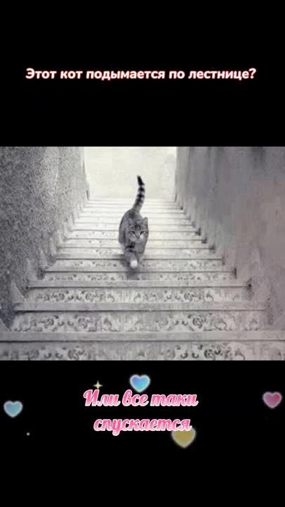 Is this cat climbing the stairs?