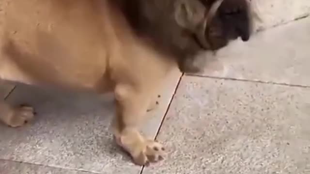 🤣Funny dog video🤣