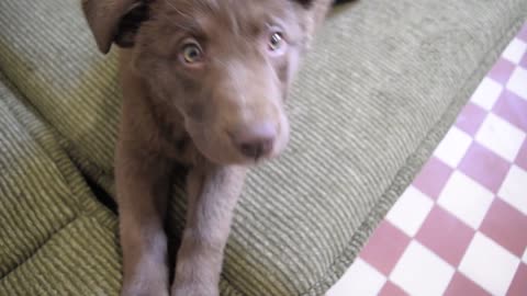 Funny and Cute Dog does a Big Yawn