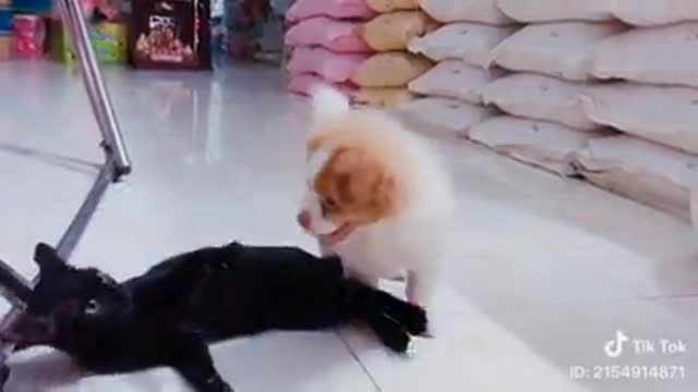 Dog fight cat