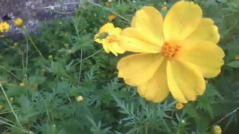 Yellow cosmos flower simply beautiful [Nature & Animals]