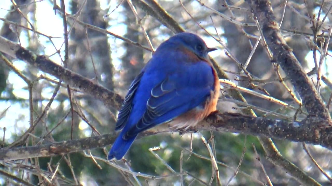 Bluebird