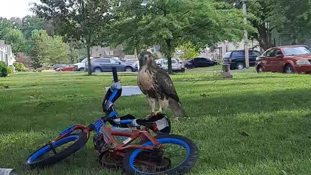 Young Wild Hawk on a Bike