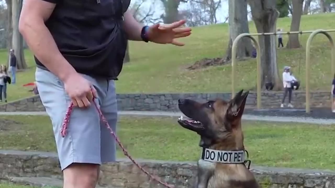 Dog training video