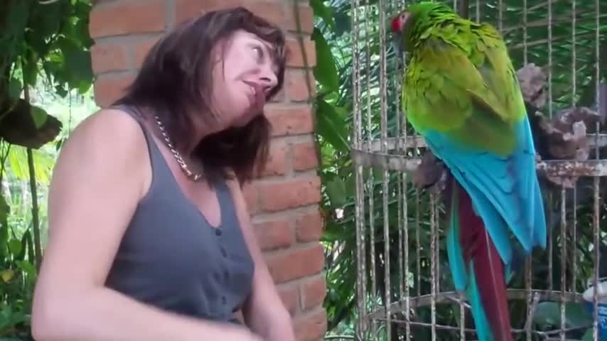 Funny parrot