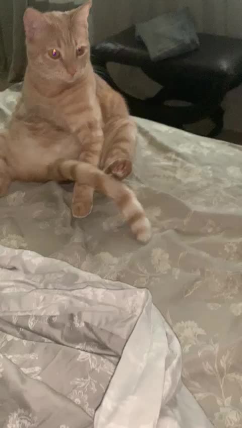 Let me seat on my tail