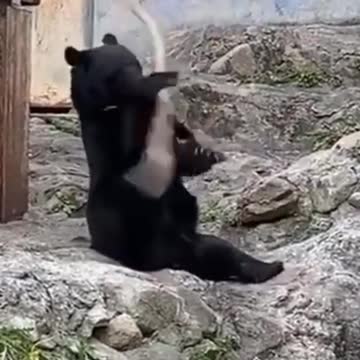 Dogs and cats compilation going crazy 2021