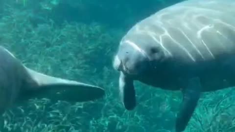 Have You Ever Seen A Manatee