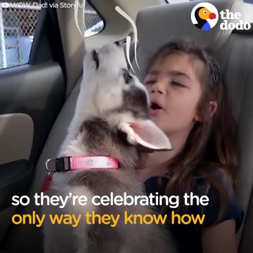 Husky Dogs Howling and Singing Compilation | The Dodo