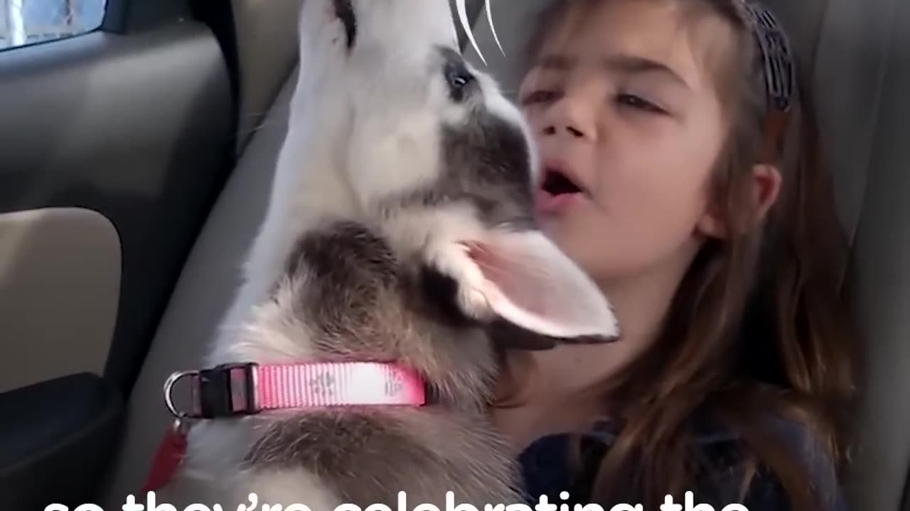 Husky Dogs Howling and Singing Compilation | The Dodo